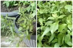 Bukan garam atau micin, ini trik atasi daun tanaman kemangi menggulung cukup tambah 1 bahan sederhana