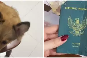 Hari apes tak ada di kalender, paspor cewek ini dirusak anjing sendiri dua hari sebelum keberangkatan
