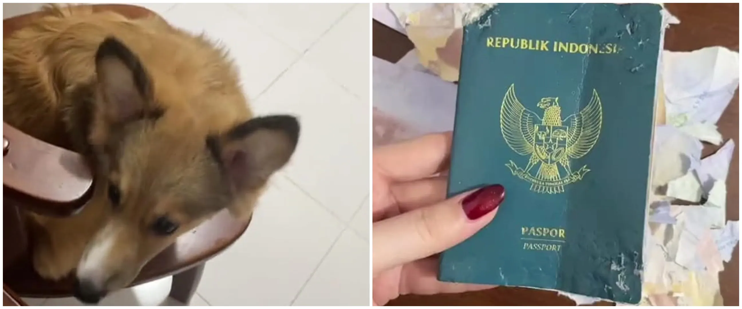 Hari apes tak ada di kalender, paspor cewek ini dirusak anjing sendiri dua hari sebelum keberangkatan