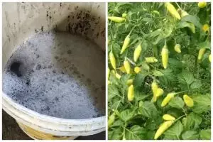 Modal Rp5.000-an, ini trik mengatasi hama jamur patek pada pohon cabai pakai tambahan 2 bahan dapur