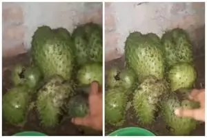 Tanpa diperam di beras, ini cara mematangkan sirsak agar lebih manis dalam 2 hari pakai 1 bahan dapur