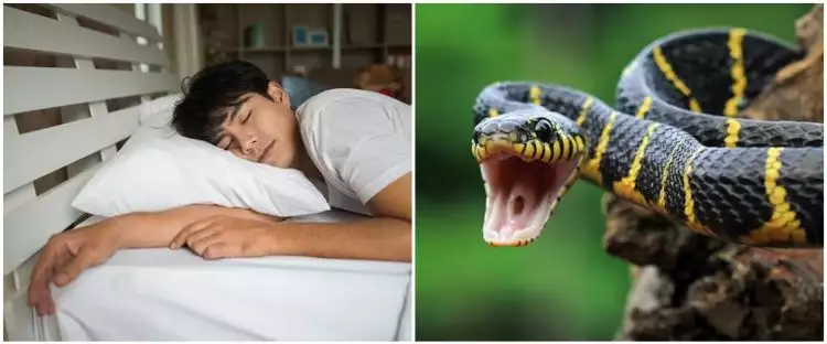 15 Arti mimpi dipatok ular menurut Islam, pertanda dapat jodoh atau bisa pula isyarat waspada