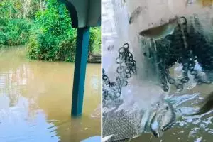 Definisi banjir bawa berkah, momen bapak-bapak panen ikan hasil menjala depan rumah ini jadi sorotan