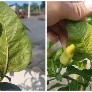 Cara aman usir hama kutu dan semut pada daun tanaman cabai, ampuh pakai 1 jenis sayur