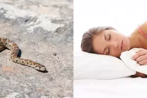 11 Arti mimpi ular masuk rumah, gambaran adanya hambatan di masa depan