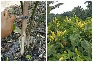 Tanpa micin atau garam, ini trik merawat tanaman cabai agar berbuah lebat cukup tambah 1 bumbu dapur
