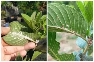 Trik mengusir kutu pada daun pohon jambu kristal pakai 1 bahan dapur, setelah 30 menit hama musnah