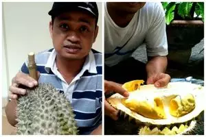 Bukan diperam beras, ini trik mematangkan durian agar manis dan legit dalam 5 hari pakai 1 bahan dapur