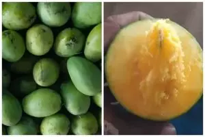 Bukan dibungkus koran atau dikarbit, ini trik cepat mematangkan buah mangga pakai 1 jenis minuman