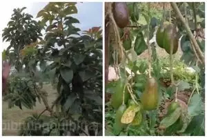 Tanpa bumbu dapur, begini cara mudah merawat pohon alpukat agar tumbuh subur dan berbuah lebat