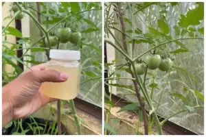 Bukan garam atau minyak, ini trik membasmi hama pada tanaman tomat cukup pakai 1 ampas dapur