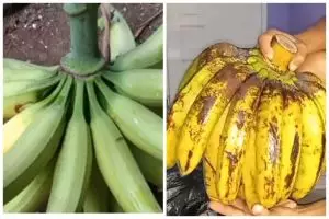Bukan dibungkus plastik, ini trik mematangkan pisang dalam setengah hari cuma pakai 1 bahan dapur