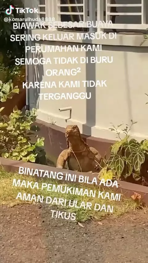 Biawak keliaran di perumahan © TikTok Biawak keliaran di perumahan © TikTok