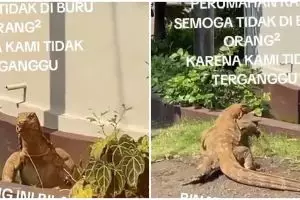 Biawak segede buaya keliaran di perumahan aslinya seram tapi warga nggak takut, ternyata ini sebabnya
