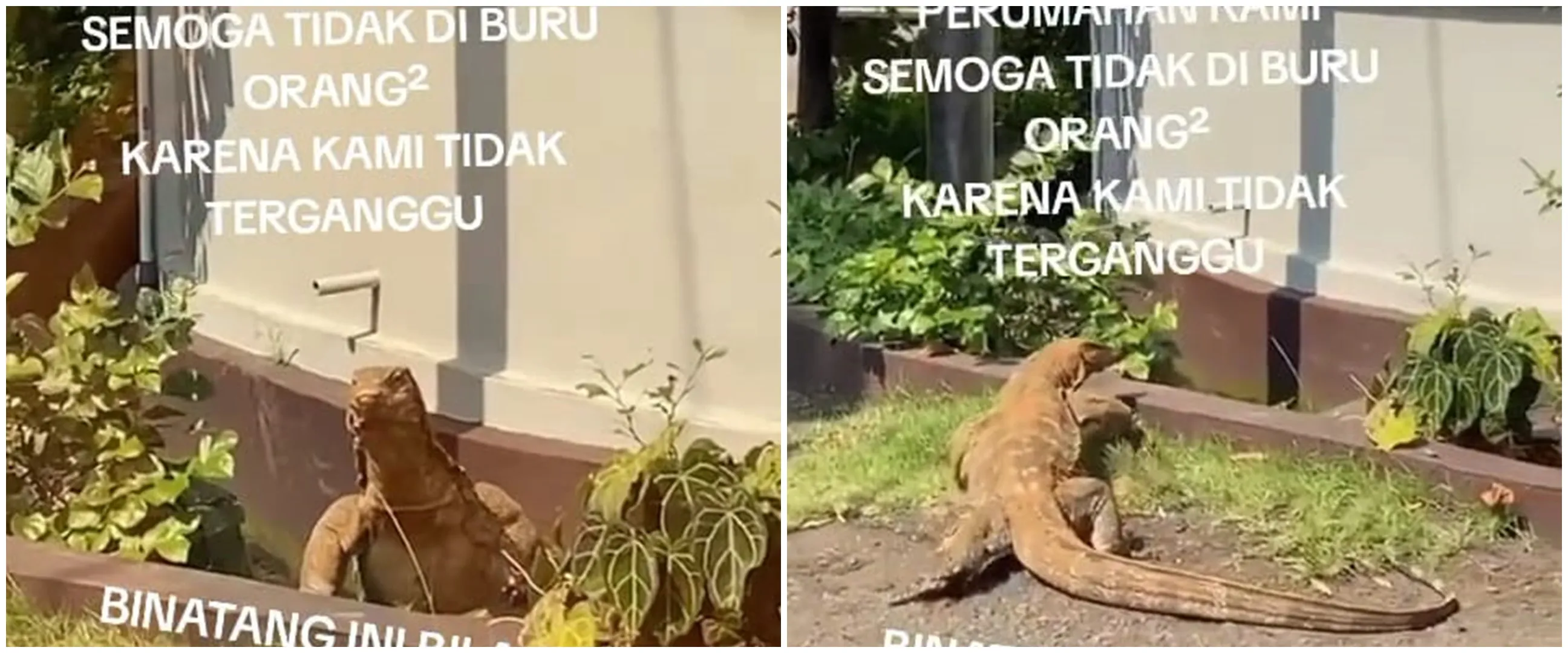 Biawak segede buaya keliaran di perumahan aslinya seram tapi warga nggak takut, ternyata ini sebabnya