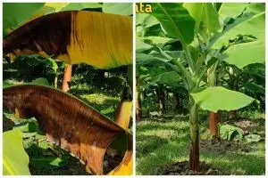 Cuma modal Rp2.000, ini cara mengatasi daun pisang layu dan menguning pakai 1 bahan dapur