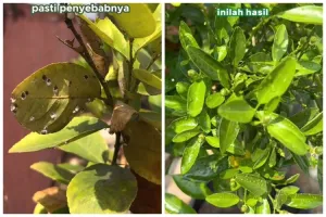 Pakai 1 bumbu dapur, trik basmi hama di pohon jeruk nipis ini ampuh tanpa sabun cuci piring