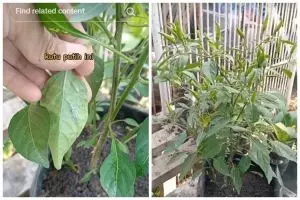Tanpa bawang atau garam, ini cara basmi hama kutu putih pada tanaman cabai cuma pakai 1 bahan dapur