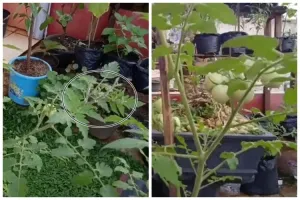 Bukan minyak goreng, ini cara usir hama semut dan kutu putih di tanaman tomat pakai 2 bahan dapur