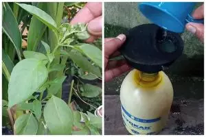 Bukan pakai bawang atau sabun, ini cara bikin cairan pembasmi hama tanaman kemangi dari 1 ampas dapur