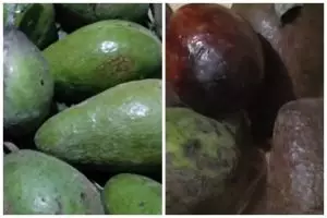 Bukan diperam beras atau dibungkus tisu, ini trik mematangkan buah alpukat pakai 1 jenis daun