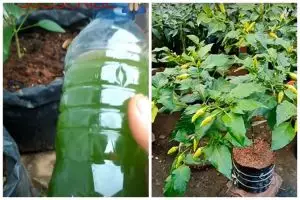 Tanpa diberi garam dan micin, ini cara menyuburkan tanaman cabai pakai pupuk dari 1 jenis daun