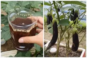 Bukan pakai bawang atau garam, ini cara basmi hama serangga di tanaman terong dengan 1 bahan sederhana