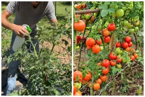 Cara mencegah hama dan penyakit busuk pada tanaman tomat, ampuh pakai 1 bahan kue