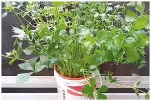 Bukan micin, ini cara agar tanaman seledri makin rimbun dan daunnya tak menguning pakai 1 ampas dapur