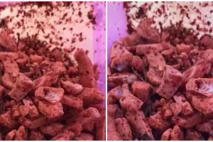 Niatnya ngemil malah mau muntah, cewek temukan hewan tak lazim dalam basreng ini bikin melongo