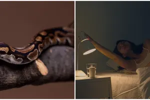 11 Arti mimpi ada ular di rumah yang bikin merinding menurut psikologi, adanya konflik dalam relasi