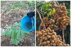 Pakai 1 bumbu dapur, trik merawat pohon kelengkeng agar tak stres dan cepat berbuah usai pindah tanam