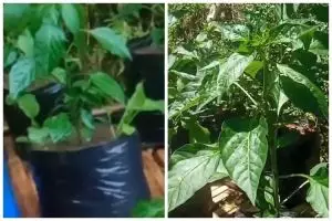 Tanpa diberi bumbu dapur, ini cara ampuh mencegah tanaman cabai membusuk di pot saat musim hujan