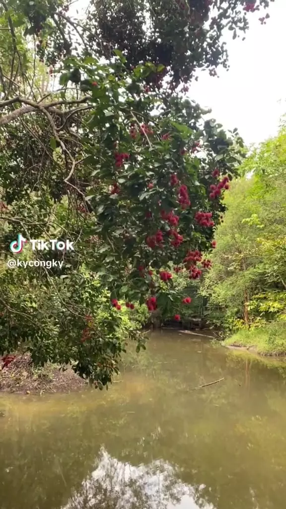 Petik rambutan berbahaya © TikTok Petik rambutan berbahaya © TikTok