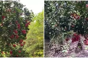 Pohon rambutan ini posisinya bikin bingung orang yang mau petik, taruhannya nyawa