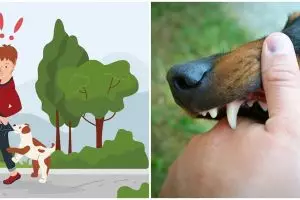 16 Arti mimpi digigit anjing menurut Islam dan psikologi, isyarat adanya trauma