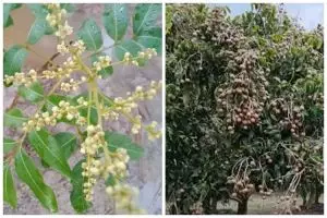 Tak cuma micin, ini trik merawat pohon kelengkeng agar cepat berbuah cuma tambah 2 bahan dapur