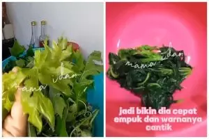 Tanpa direbus tanah liat, ini trik ampuh hilangkan rasa pahit daun pepaya pakai 1 ampas dapur