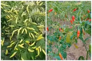 Tanpa disiram larutan garam, ini cara merawat pohon cabai agar buahnya cepat merah pakai 1 bahan dapur