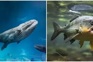 15 Arti mimpi ikan yang mengejutkan dan jarang diketahui, ada makna khusus yang bikin waspada