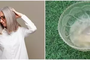 Rambut kembali hitam pekat tanpa pakai bawang merah, ini cara cegah tumbuhnya uban pakai 1 biji-bijian