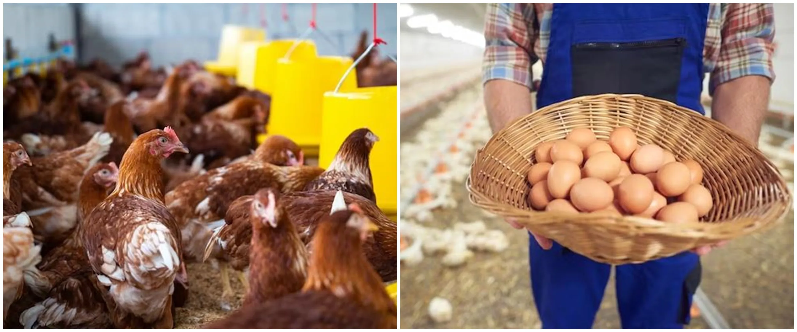 12 Arti mimpi ayam yang mendatangkan kabar baik menurut primbon Jawa, isyarat finansial yang stabil