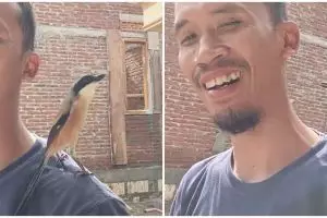 Pria ini tak tergiur burung peliharaannya ditawar dengan Rp 1,2 M dan Pajero, begini kisah di baliknya