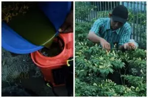 Bukan dicampur bawang putih, ini cara membasmi hama jamur pada pohon cabai pakai 3 bahan dapur