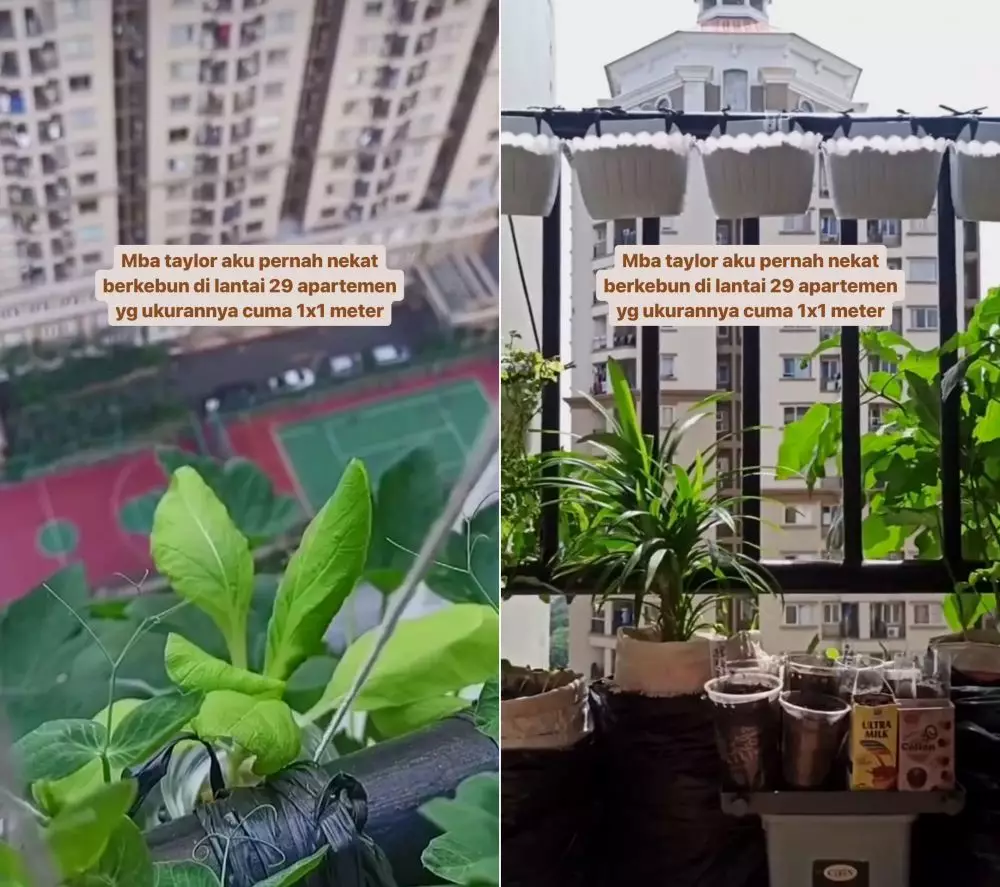 berkebun di balkon apartemen © Instagram