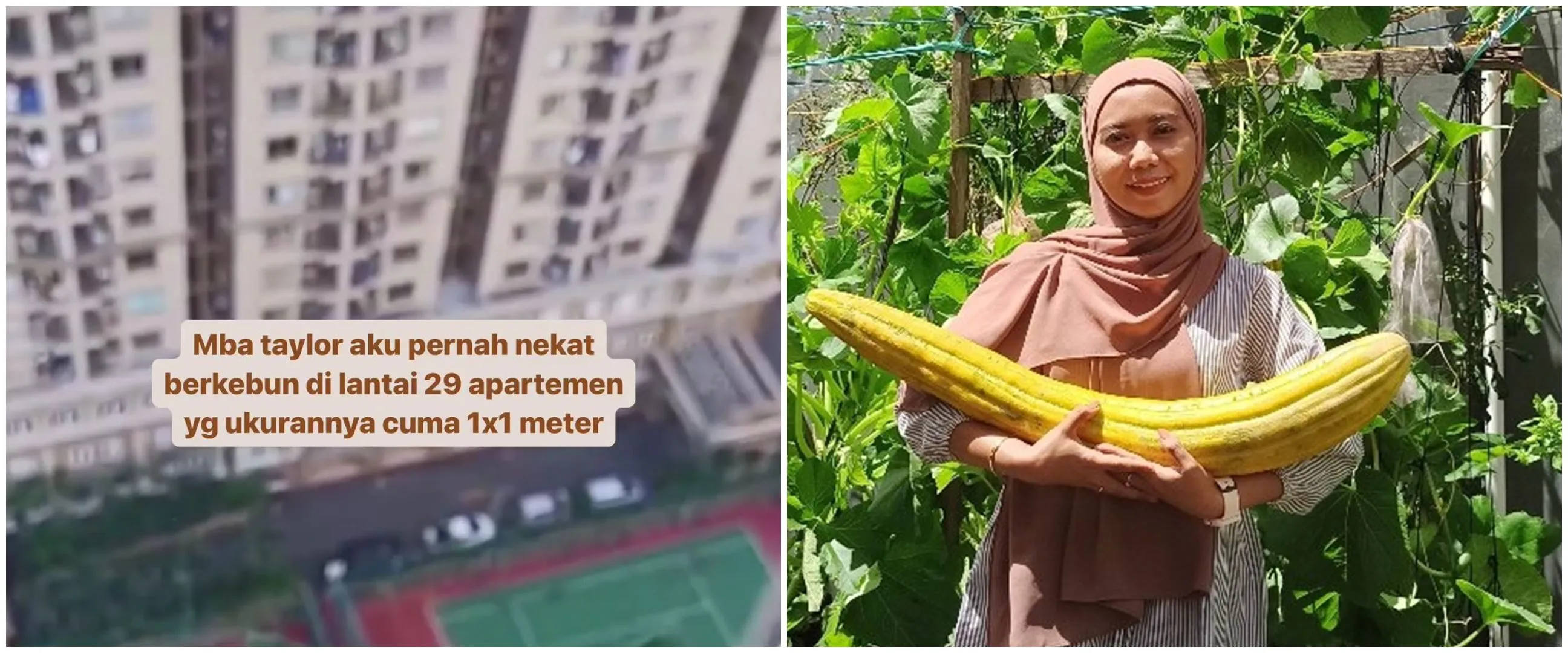 Wanita ini nekat berkebun di lantai 29 apartemen seluas 1x1 meter, hasil panennya bikin terbelalak