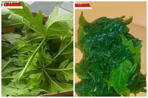 Tanpa tambahan asam jawa, ini trik merebus daun pepaya agar warnanya tetap hijau dan tidak pahit