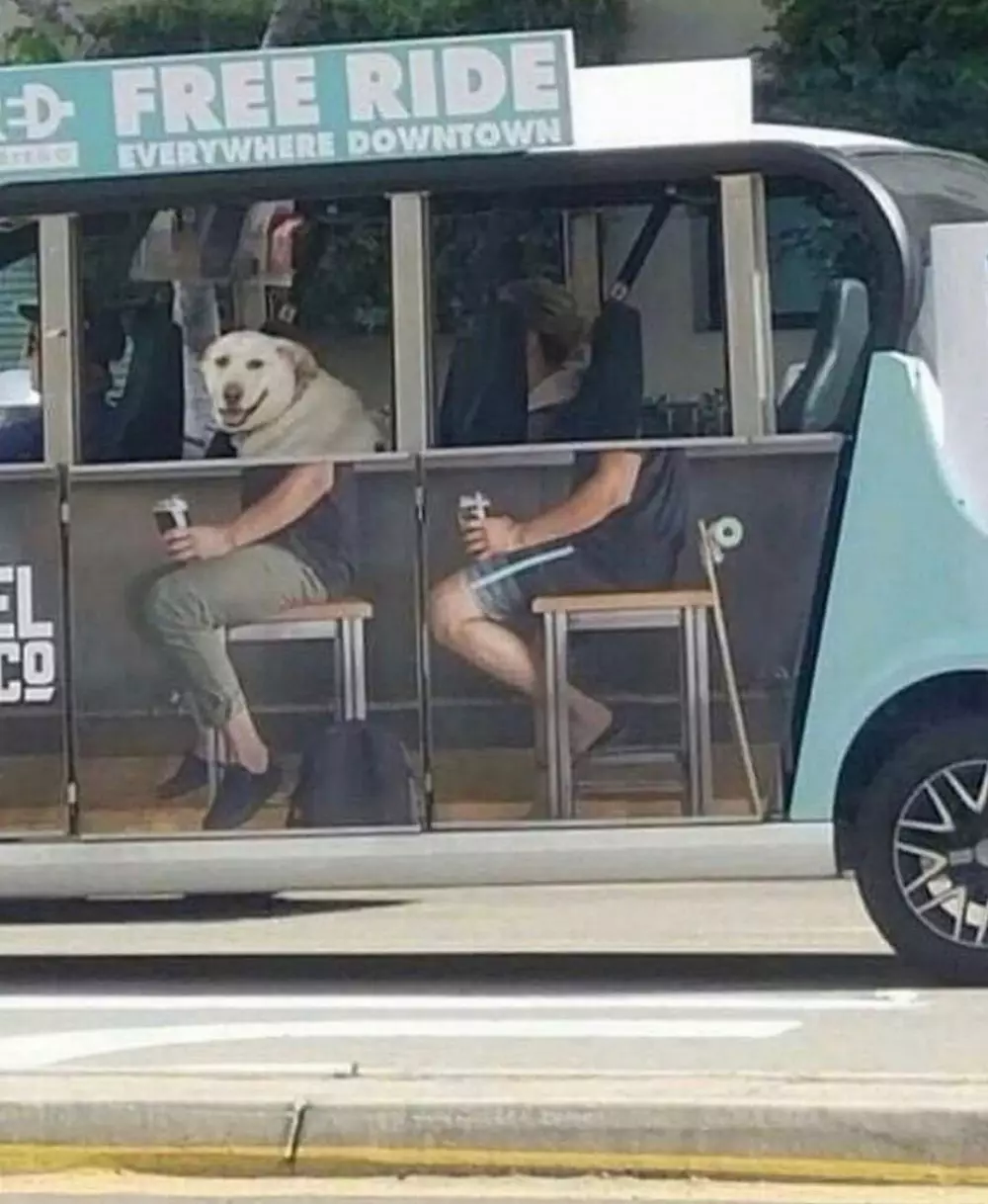 Potret dari samping kocak  Berbagai sumber