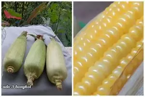 Cukup 10 menit, ini cara merebus jagung agar hasilnya empuk dan tidak keriput
