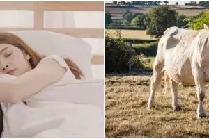 11 Arti mimpi dikejar sapi yang berhubungan dengan karier menurut mitologi Tiongkok, bikin waspada